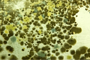 Mold